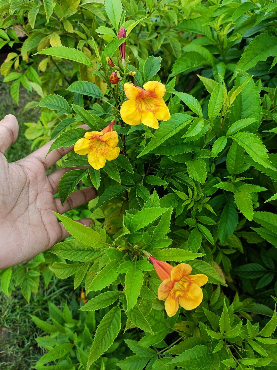 (2ต้น) ต้น ทองอุไรมิกกี้เมาส์ ทองอุไร ต้นทองอุไร มิกกี้เมาส์ happy