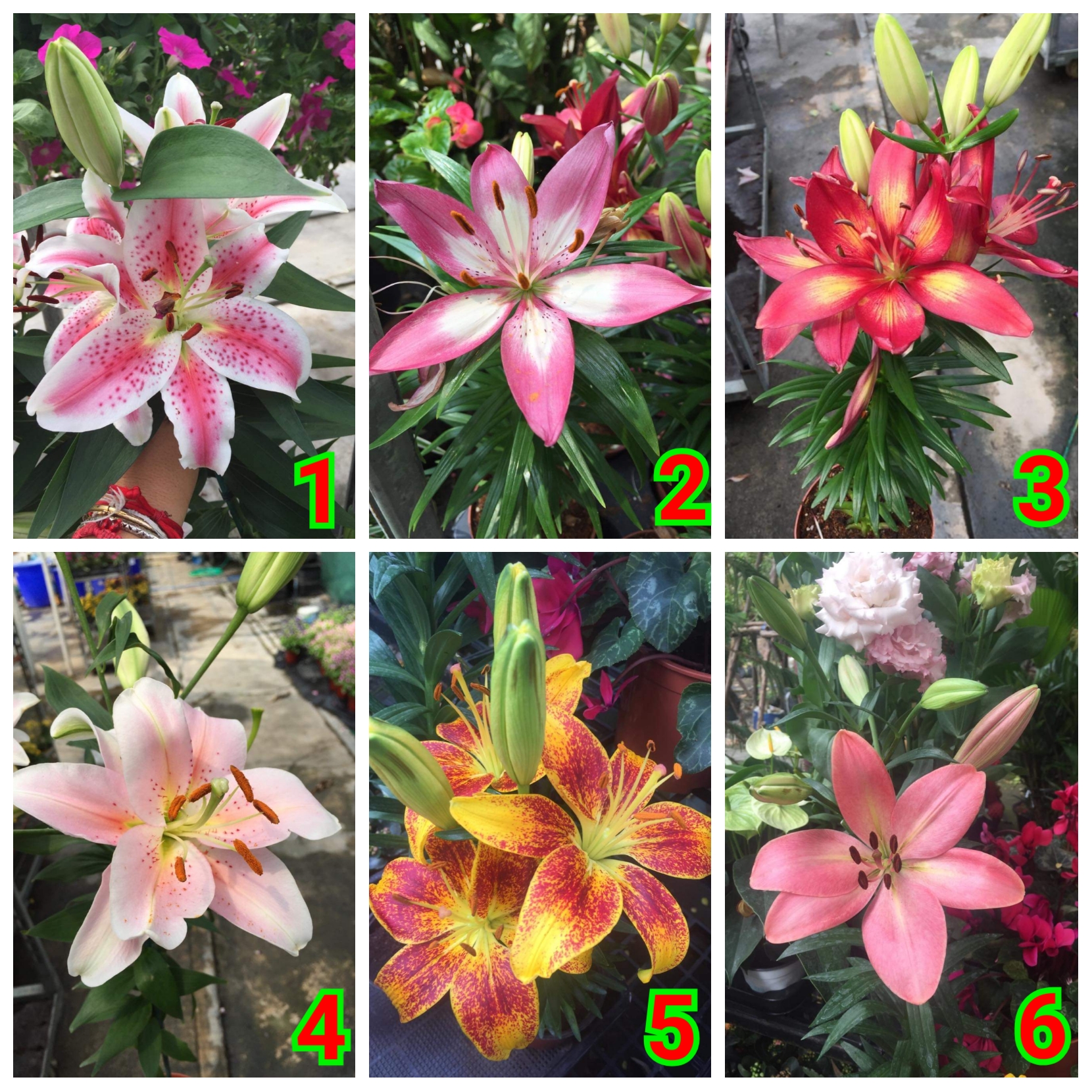(ขาย ต้นพันธุ์) มี6สีให้เลือก ต้น ดอก ลิลลี่ Roselily ลิลลี่ ทองอนันต์