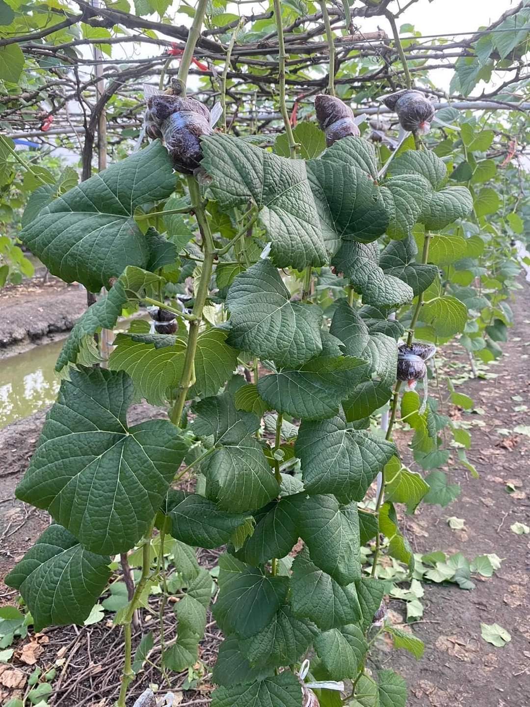 (1ต้น) ต้น องุ่น ต้นองุ่น แบบ กิ่งตอน และ แบบตอ Grapevine grape ไวท์มะละกา แบล็คโอปอร์ ไซมัสคัส ไวท์เฟรมซีดเรท รูดพอเรด บิวตี้ เฟลม คามีนัล คริมสัน ซีดเรท แรมโป้ rembo นิ้วแม่มด สการ์ล๊อตตาร์ ไวกิ้ง / Bunnapawong