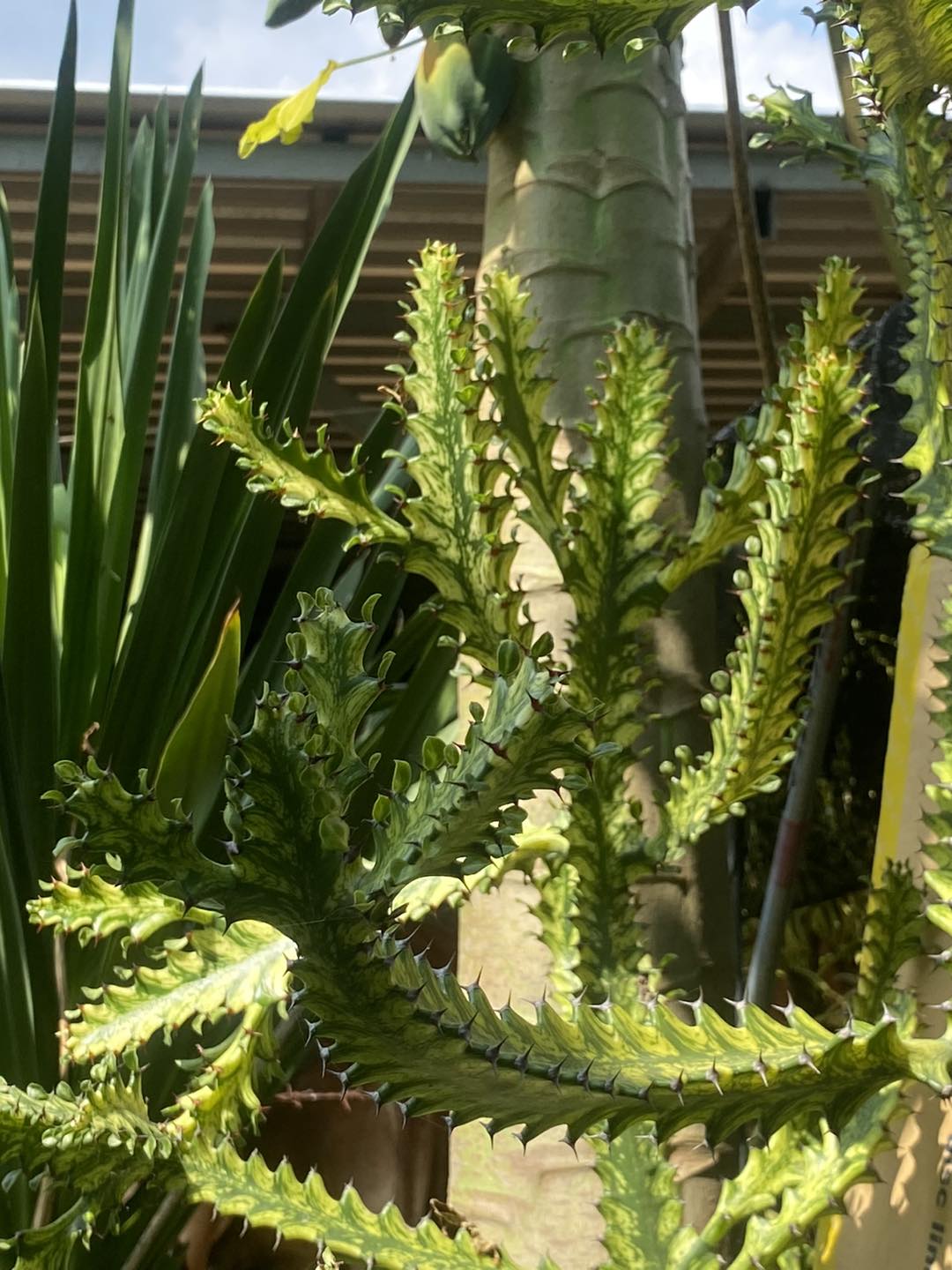 (1ต้น) ต้น ยูโฟเบีย สลัดไดด่าง Euphorbia trigona variegated ต้นสลัดไดด่าง / สวนต้นไม้ตายาย สำเนา