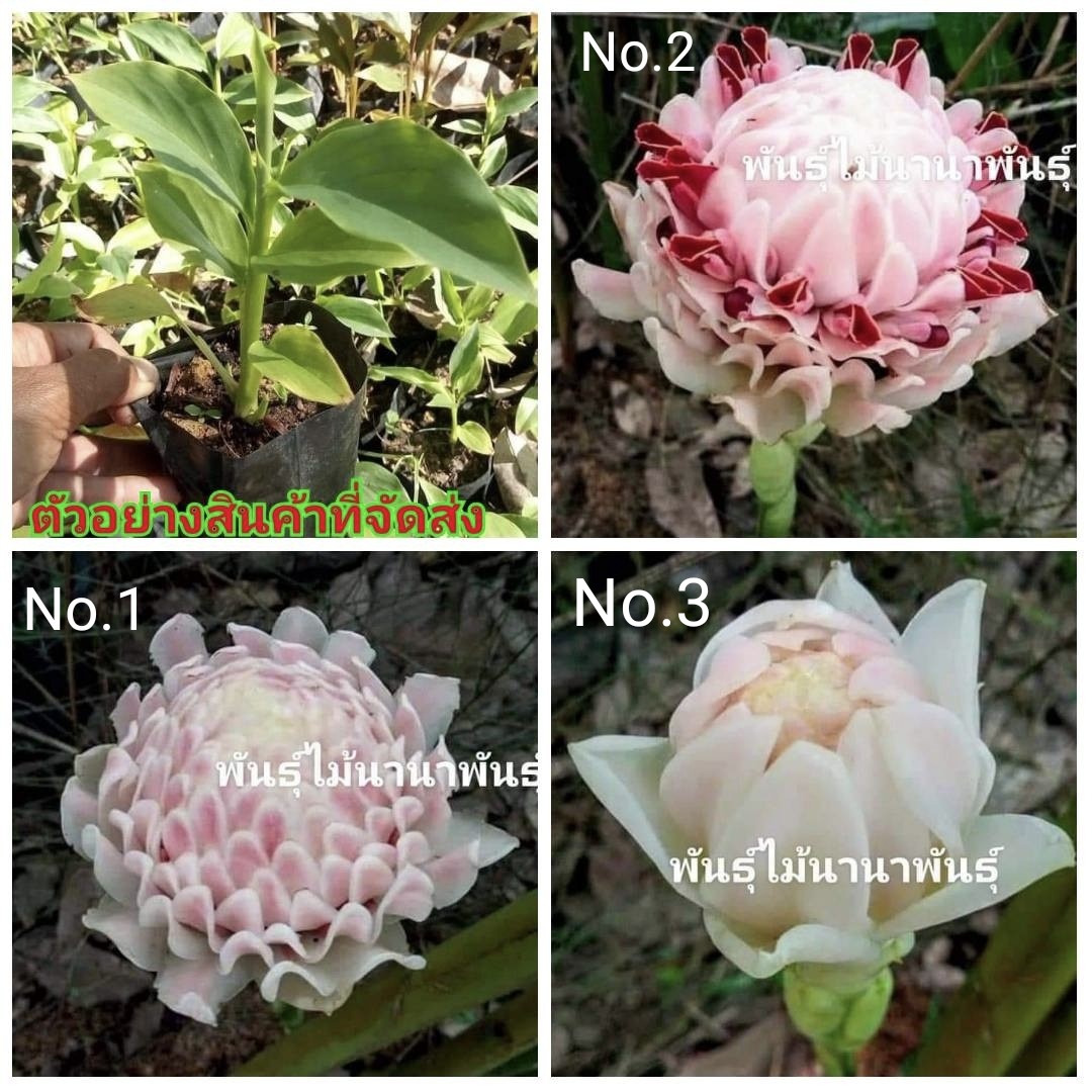 (1ต้น)(ขาย ต้นพันธุ์) มี3สีให้เลือก ดอก ต้น ดาหลากลีบบัวชมพู ดาหลา กลีบบัวชมพู กลีบดอกบัว ชมพู พันธุ์ไม้นานาพันธุ์