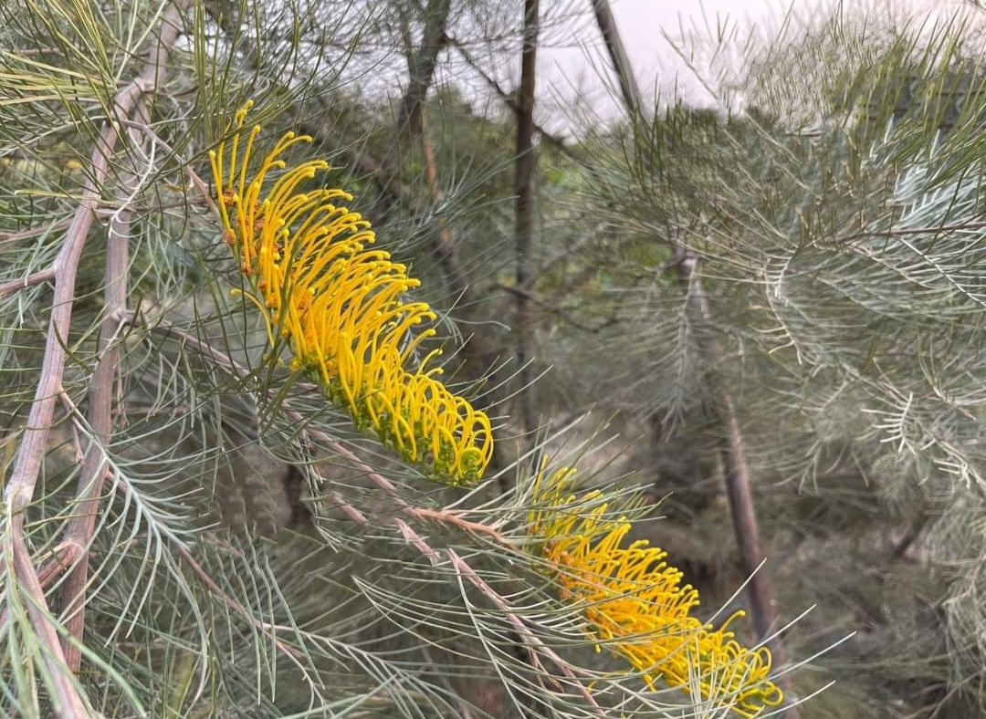 รบกวน สั่งซื้อ ผ่านไลน์ เท่านั้น (1ต้น) สูง 250cm ต้น สนเกรวิลเลีย Grevillea Bush Lemons yellow กรีวิเลีย บุช เลมอน ดอก สีเหลือง Sakphong