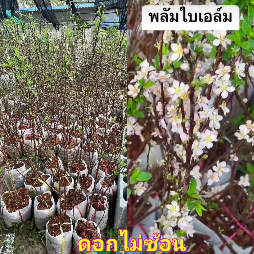 (1ต้น) ต้น พลัมใบเอล์ม ต้นพลัมใบเอล์ม ดอกซ้อน / ศรัญลักษณ์ สำเนา