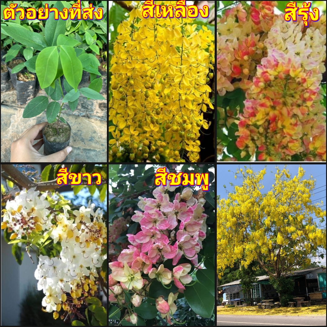 (สั่งขั้นต่ำ2ต้น) (vาย ต้นพันธุ์) ดอก ต้น คูนสีรุ้ง คูณ ต้นคูณ ดอกคูณ คูน ต้นคูน ดอกคูน ราชพฤกษ์ สีรุ้ง สี รุ้ง ขาว เหลือง ชมพู happy