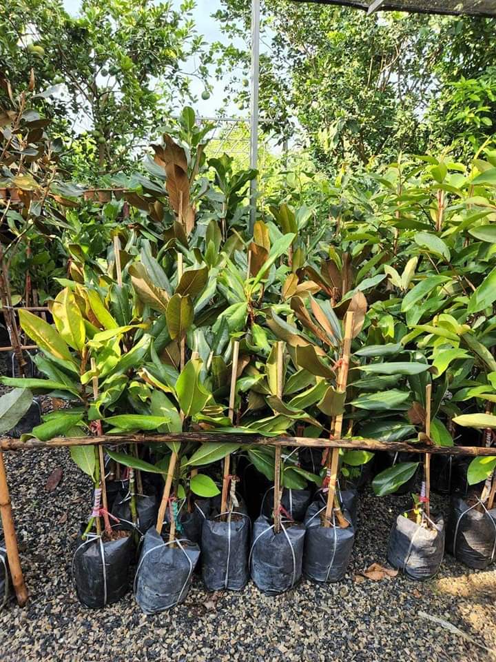 (1ต้น) สูง 80cm ต้น แมกโนเลีย แกรนด์ดิฟฟอร่า Magnolia grandiflora ตอนกิ่ง / Navin