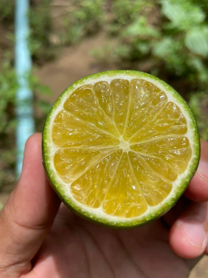 (1กิ่งตอน) ต้น มะนาวพื้นเมือง ประเทศอิตาลี Native Italian lemon / pisut