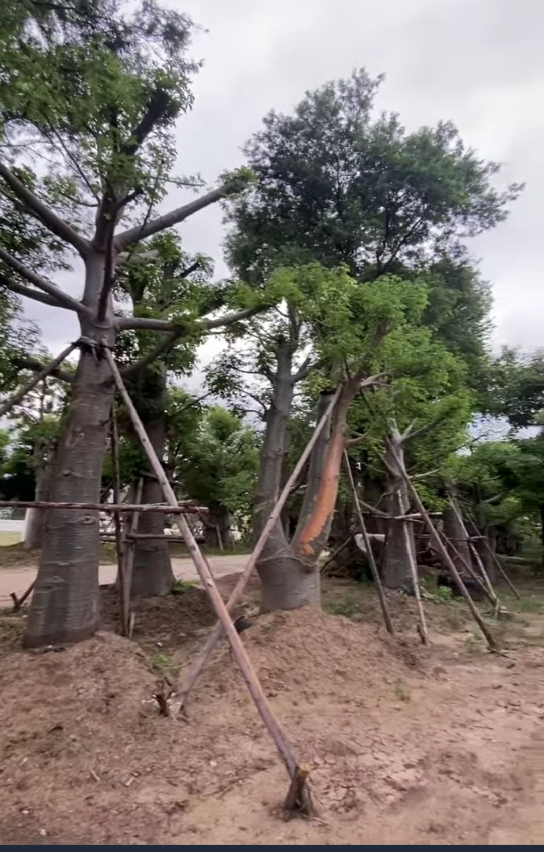 ต้นเบาบับดิจิทาทา พันธุ์ต้นอ้วน Adansonia digitata baobab / eertnom