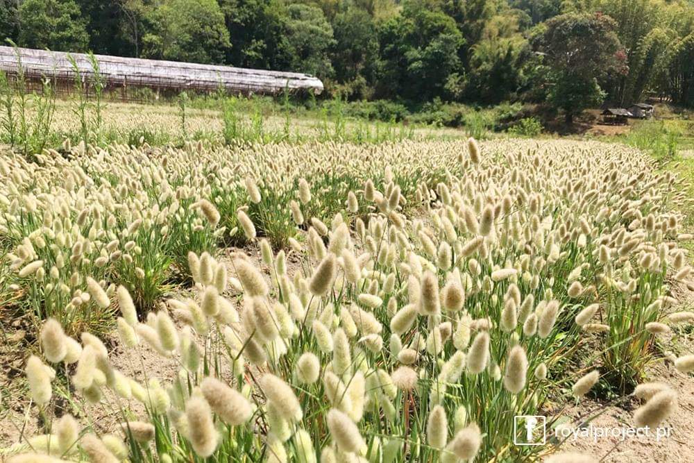 ต้น หญ้าหางกระต่าย Bunny Tails Grass / Paradise