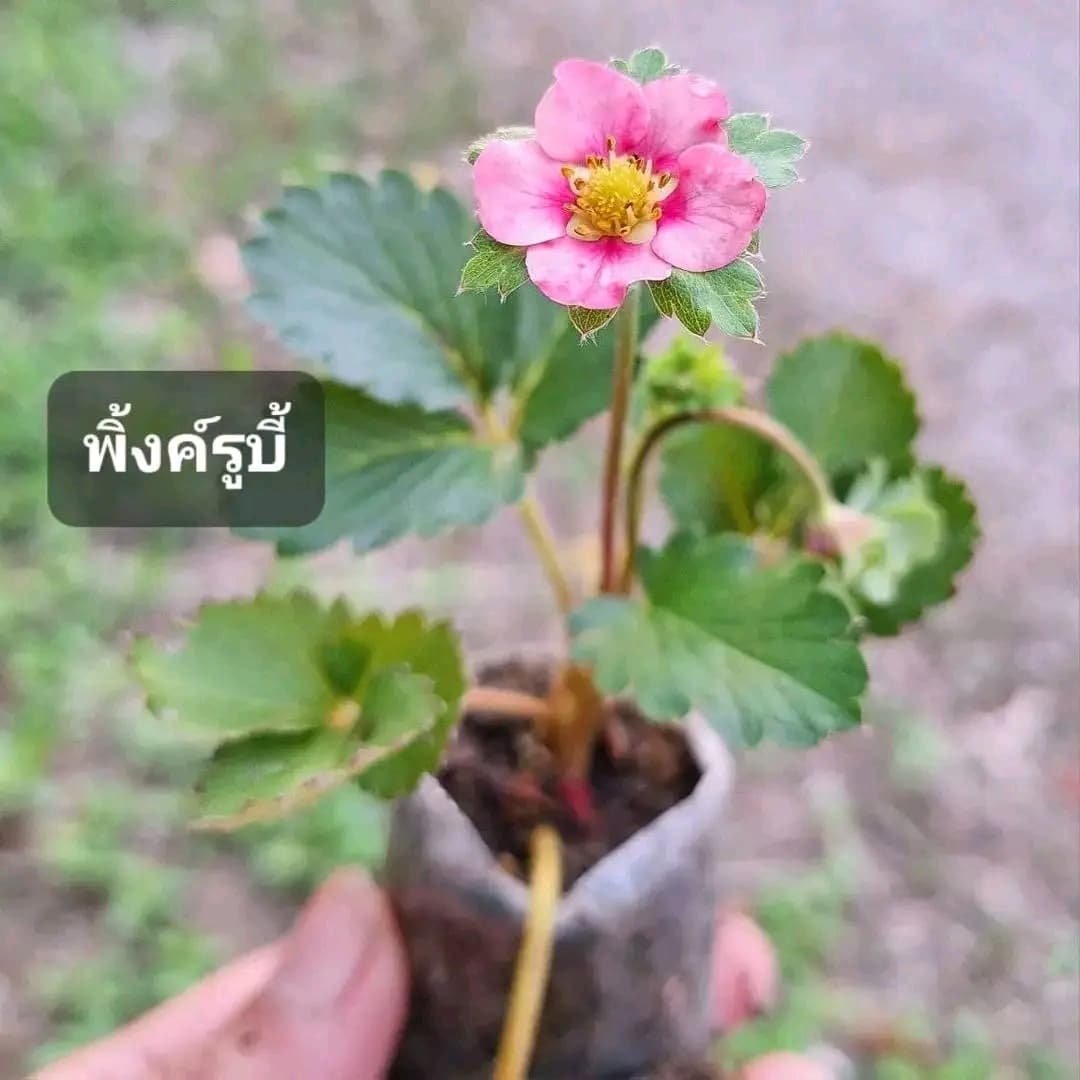 มี 17 สายพันธุ์ ต้น สตอเบอรี่ ต้นสตอเบอรี่ strawberry tree อากิฮิเมะ Akihime Aromas AE Angel Eight fronteras พิมพ์วรัตน์ พิ้งค์รูบี้ กาซาน่า Gasana Favette สวีทชาลี sweetcharlie Flavia from Italy Eweebreed แพรวา ดอกชมพู ราบิด้าพิ้ง Rabida Pink อเมริกันจัม