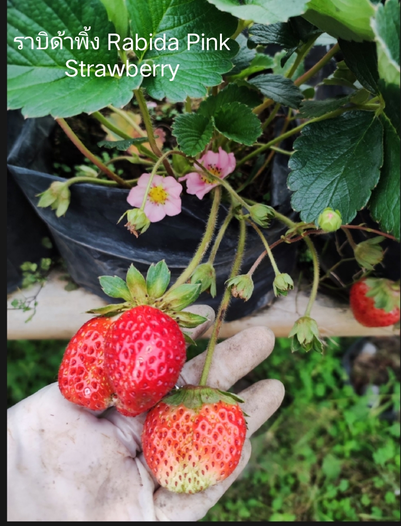 มี 17 สายพันธุ์ ต้น สตอเบอรี่ ต้นสตอเบอรี่ strawberry tree อากิฮิเมะ Akihime Aromas AE Angel Eight fronteras พิมพ์วรัตน์ พิ้งค์รูบี้ กาซาน่า Gasana Favette สวีทชาลี sweetcharlie Flavia from Italy Eweebreed แพรวา ดอกชมพู ราบิด้าพิ้ง Rabida Pink อเมริกันจัม