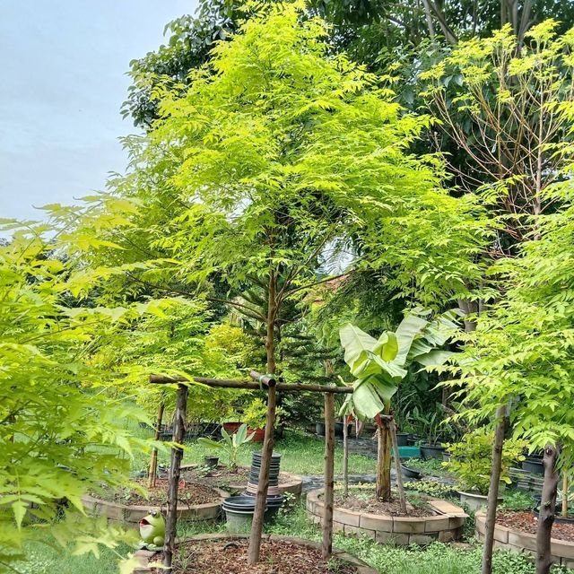 (1ต้น) ต้น เกษมณีสีทอง เมเปิ้ลเขียว เมเปิ้ลไทย Melia azedarach เลี่ยนทอง นารี เกรียน เฮี่ยน เลี่ยนดอกม่วง ลำเลี่ยน ลั้วะ โขวหนาย ขู่เลี่ยน ขู่เลี่ยนซู่ Bastard cedar, Bead tree Chaina tree Chinaball tree Persian lilac White cedar Melia azedarach L / Pongk