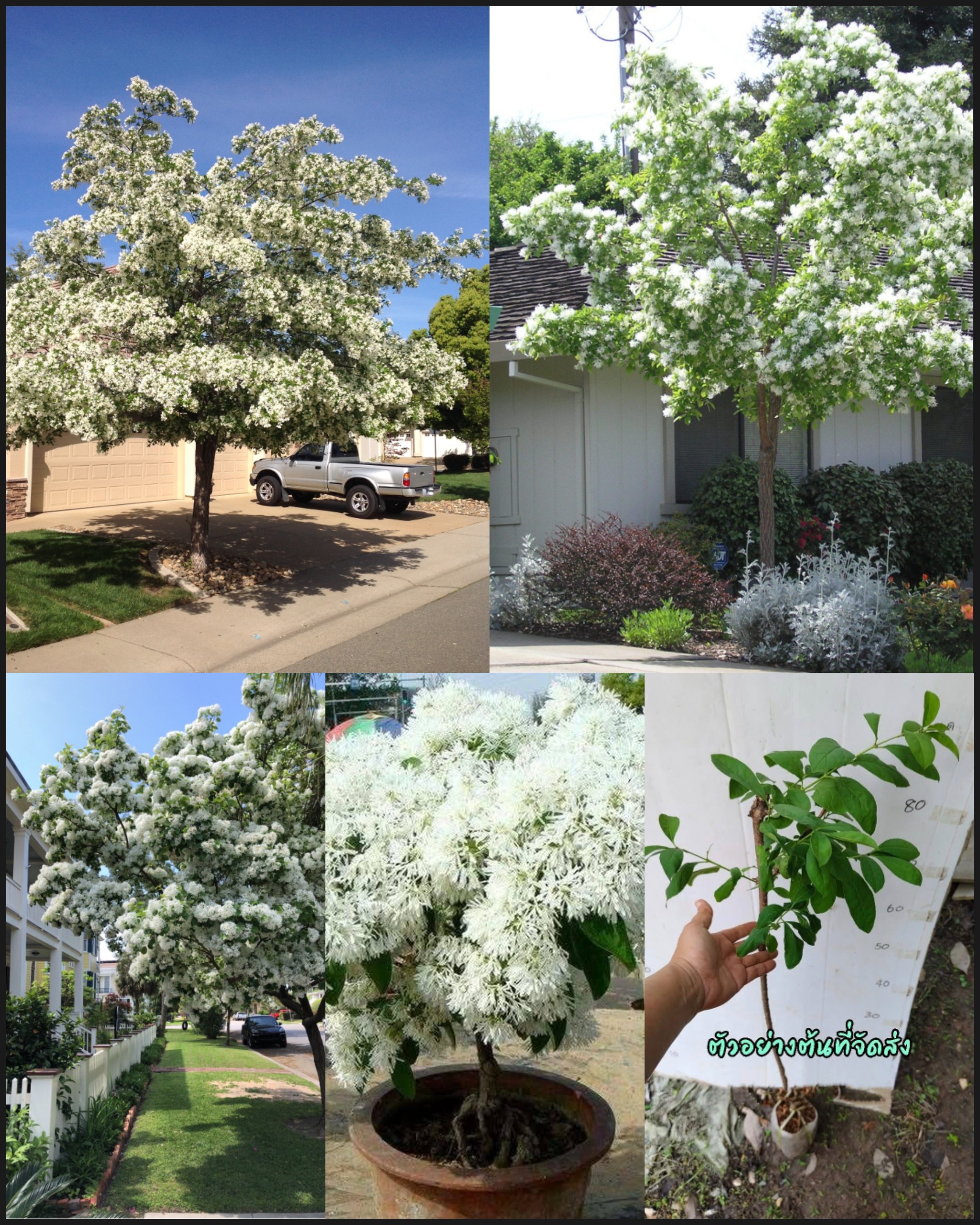 เสียบยอด ต้นพู่ จีน Chinese fringe tree Chionanthus retusus ชิโอแนนทัส รีทัส ไม้ประดับจีน / klisnus
