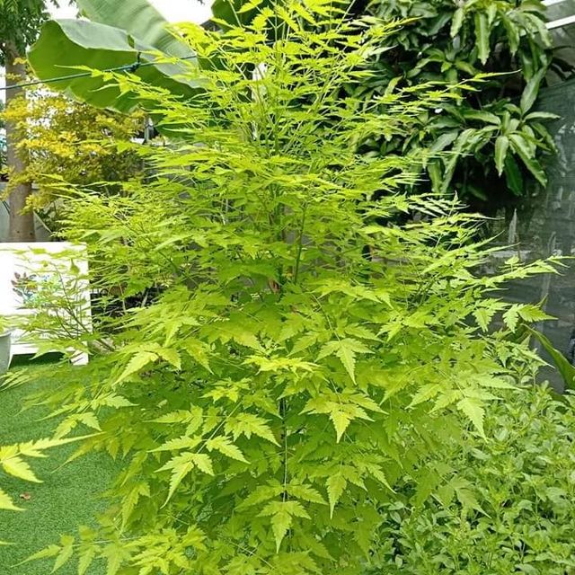 (1ต้น) ต้น เกษมณีสีทอง เมเปิ้ลเขียว เมเปิ้ลไทย Melia azedarach เลี่ยนทอง นารี เกรียน เฮี่ยน เลี่ยนดอกม่วง ลำเลี่ยน ลั้วะ โขวหนาย ขู่เลี่ยน ขู่เลี่ยนซู่ Bastard cedar, Bead tree Chaina tree Chinaball tree Persian lilac White cedar Melia azedarach L / Pongk