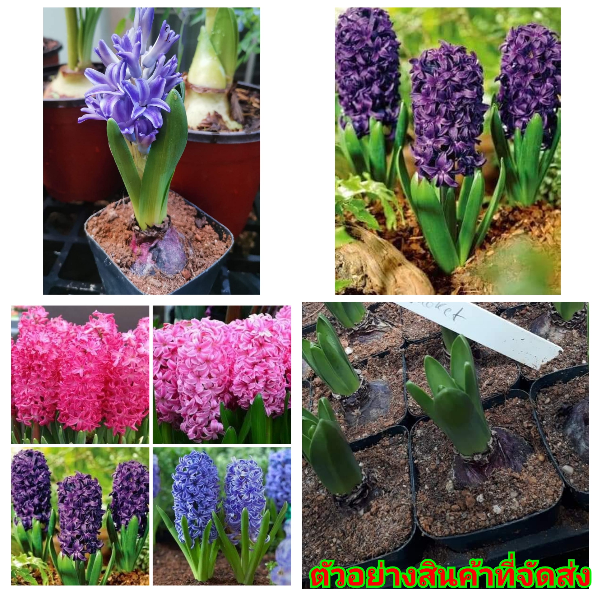 (ขาย ต้นพันธุ์) ต้น หัว ดอก สีไฮยาซิน hyacinth สี แดง ชมพู ฟ้า ม่วง pim