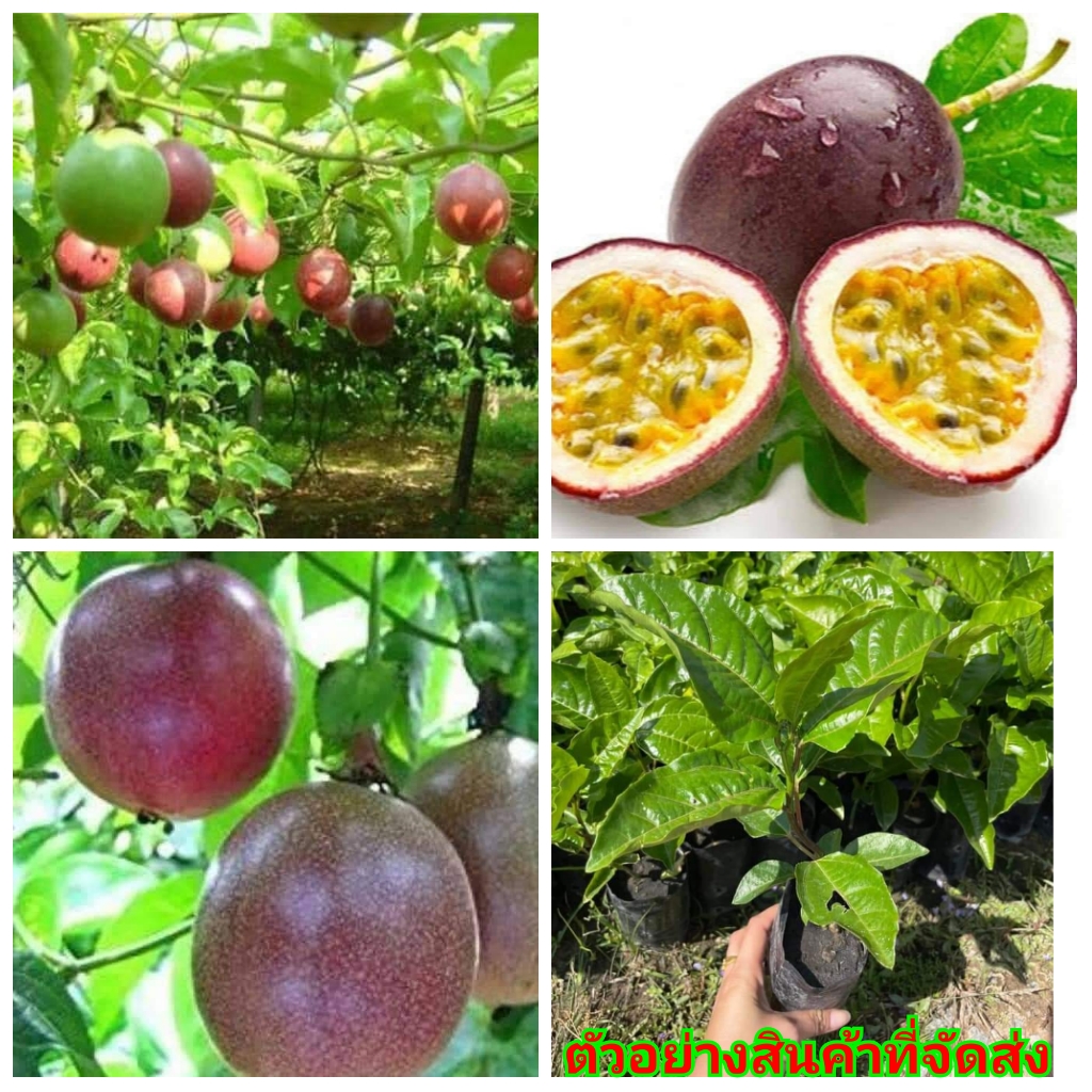(4ต้น) (ขาย ต้นพันธุ์) ต้น เสาวรส ไทนุง เสาวรสไทนุง สีม่วง Petlada