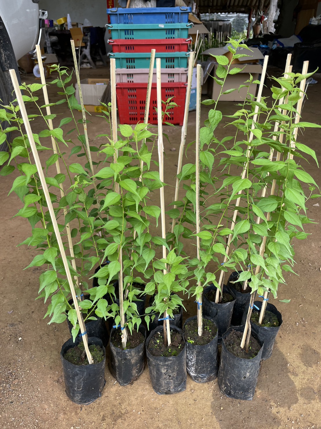 (1ต้น) มี4 พันธุ์ ให้เลือก ต้นบ้วย ต้นบ๊วย บ้วย บ๊วย plum tree ขุนวาง เบอร์ 2 ปิงติง เจียโถว ยูมิ / พิสุทธิ์