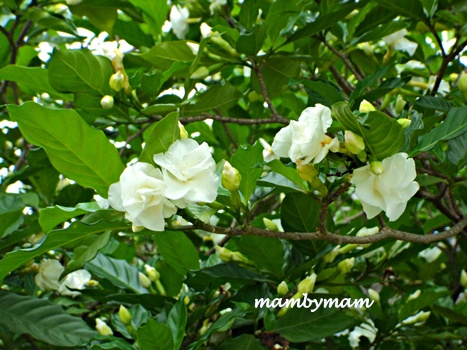 (2ต้น) ต้น พุดกุหลาบ ต้นพุดกุหลาบ / happy