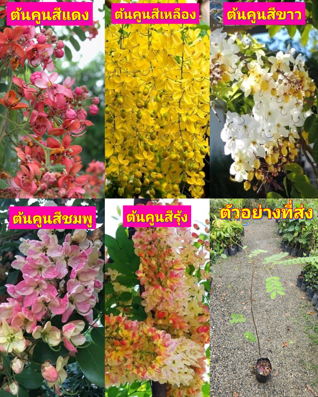 รวม มี5สีให้เลือก ต้นคูน ต้น คูน ราชพฤกษ์ สีเหลือง สีแดง สีชมพู สีรุ้ง สีขาว เพาะเมล็ด / นาวิน