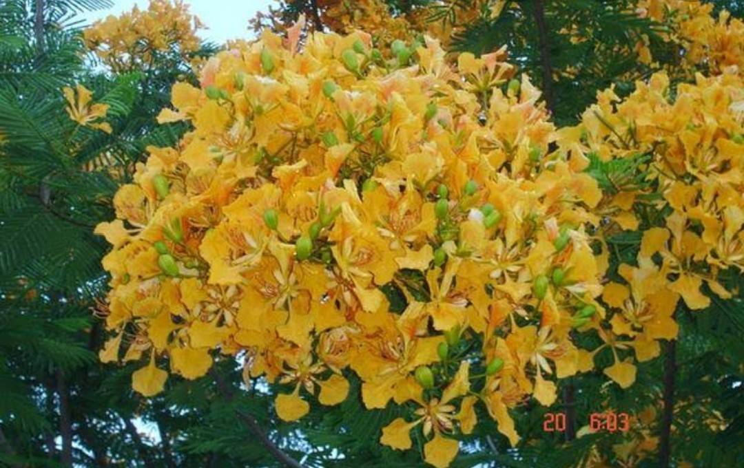 (2ต้น)(vาย ต้นพันธุ์) ต้น ดอก ต้นหางนกยูงสีทอง ต้นหางนกยูง สีเหลือง สีทอง สี เหลือง happy สำเนา