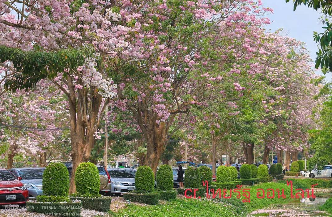 (1ต้น) ต้น ดอก ชมพูพันธุ์ทิพย์ ต้นชมพูพันธุ์ทิพย์ เมล็ด / ประภัสสร