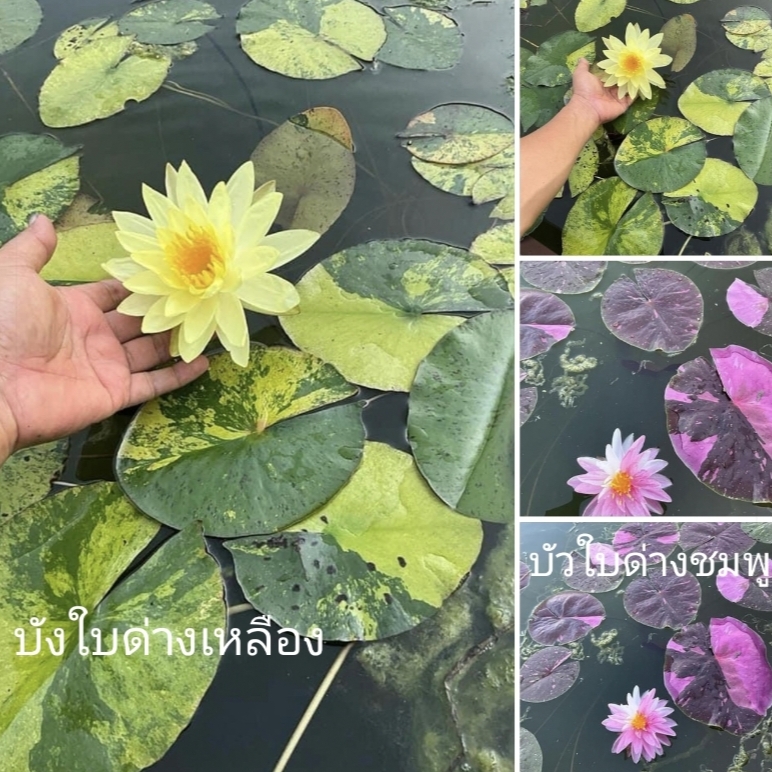 (เซต4ต้น4สี) ต้น บัววันวิสาข์ หรือ บัว 2สี บัวเงินไหลมา บัวบางกอกซันสปาร์ค บัววิมลรัตน์ บัวใบด่างสีเหลือง บัวใบด่างสีชมพู บัวเยลโล่ มอนสเตอร์ บัวบางกอกซันสปาร์ค บัวโคโลราต้า ฟ้า ชมพู ขาว บัวจักรพงษ์ บัวพุทธรักษา บัวมัลลิกา บัวดาวประดับฟ้า Lotus tree / Cha