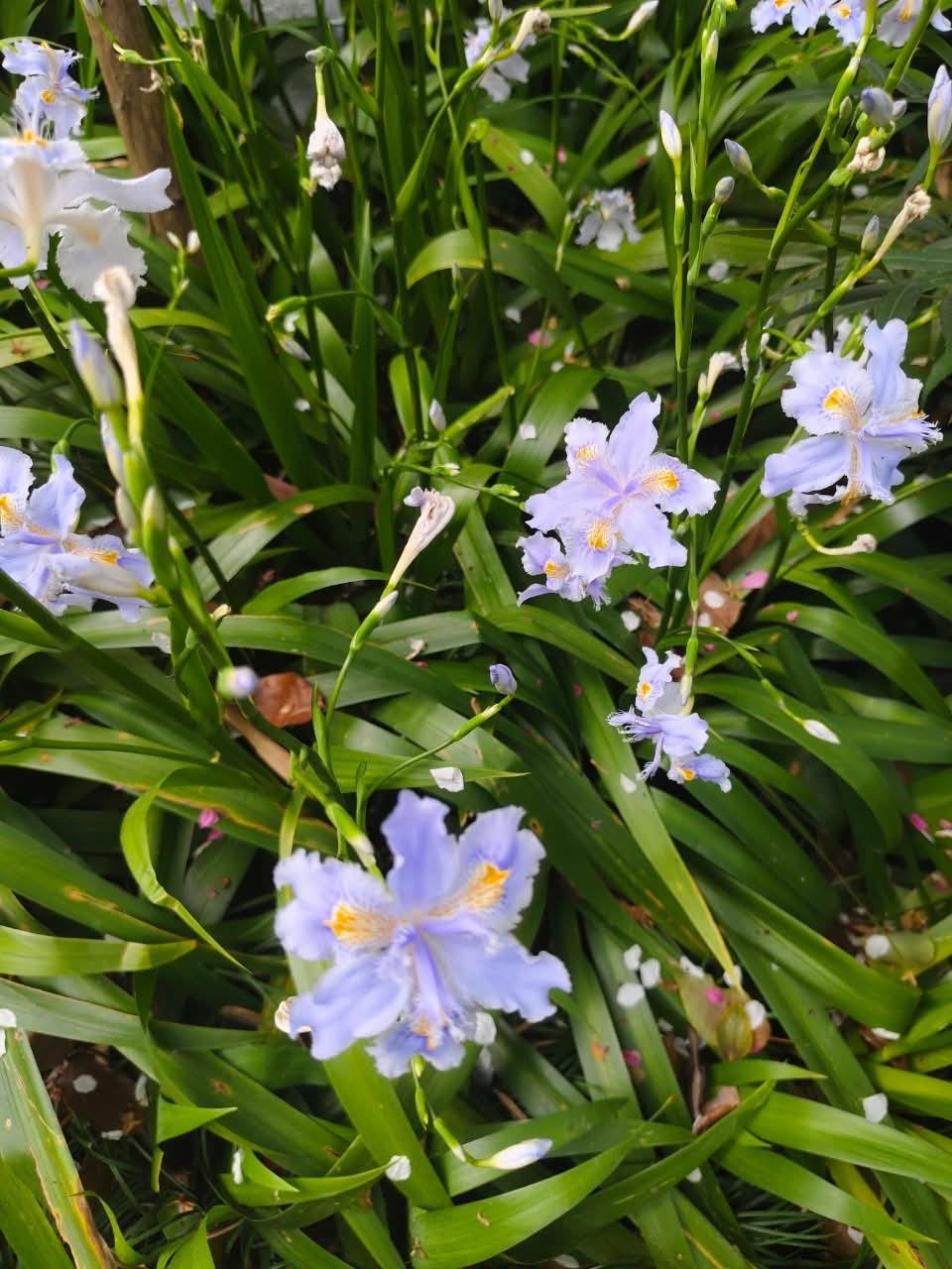 ต้นไอริสภูเขา ต้นไอริสยา ไอริสภูเขา ไอริสยา ต้นไอริส ภูเขา 扁竹兰 Iris confusa Sealy / klisnus
