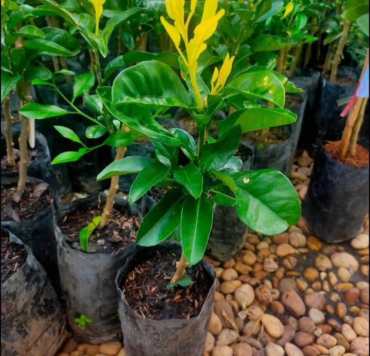 (1ต้น)(ขาย ต้นพันธุ์) ต้น ส้มโอทองสยามติดตา ต้นส้มโอทองสยาม ติดตา ต้นส้มโอ ส้มโอ เบนซ์