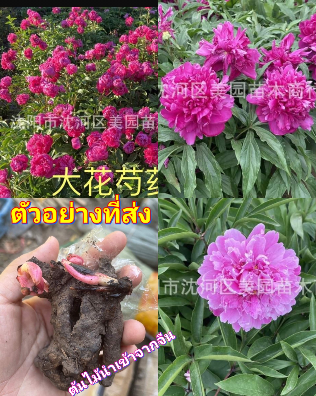 (1เหง้า) เหง้า หัว โบตั๋น Paeonia peony / ศรัญลักษณ์