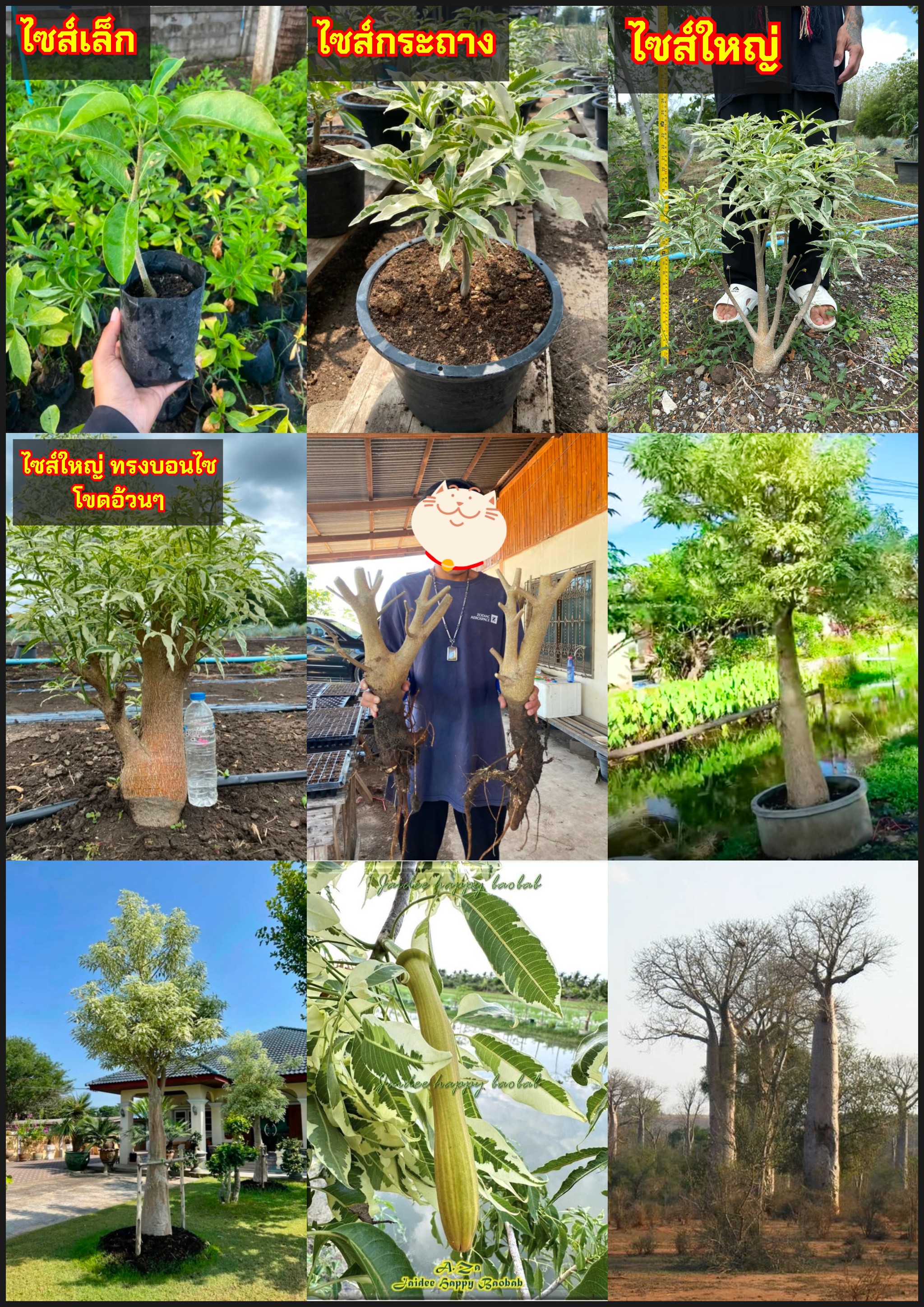 ต้นเบาบับซาด่าง ต้น เบาบับซาด่าง ต้นเบาบับ Adansonia Za variegated Baobab BOMBACACEAE / aynirisใจ