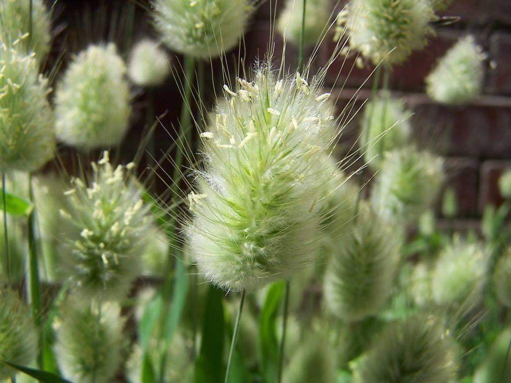 ต้น หญ้าหางกระต่าย Bunny Tails Grass / Paradise