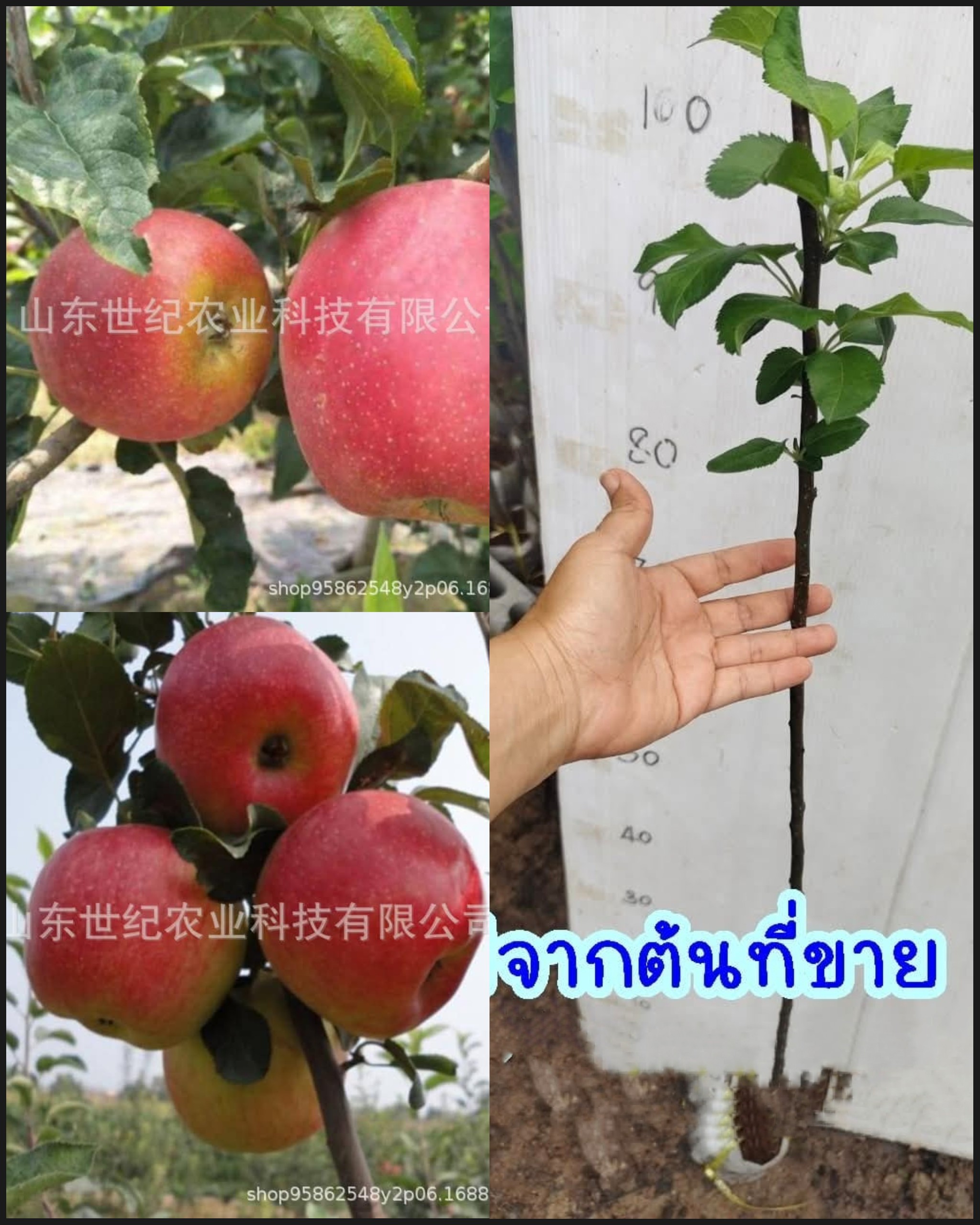 ต้น เสียบยอด สูง 50-60cm แอปเปิ้ล ต้นแอปเปิ้ล พันธุ์ แอนนา 安娜 Anna Apple tree / klisnus