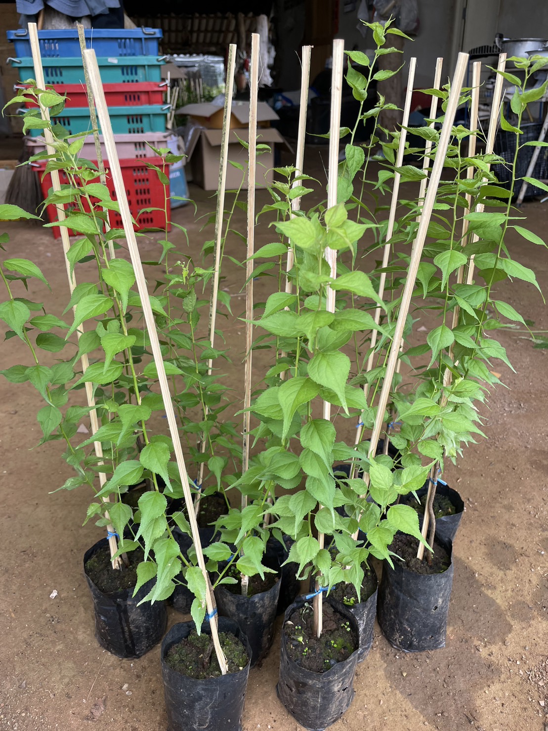 (1ต้น) มี4 พันธุ์ ให้เลือก ต้นบ้วย ต้นบ๊วย บ้วย บ๊วย plum tree ขุนวาง เบอร์ 2 ปิงติง เจียโถว ยูมิ / พิสุทธิ์