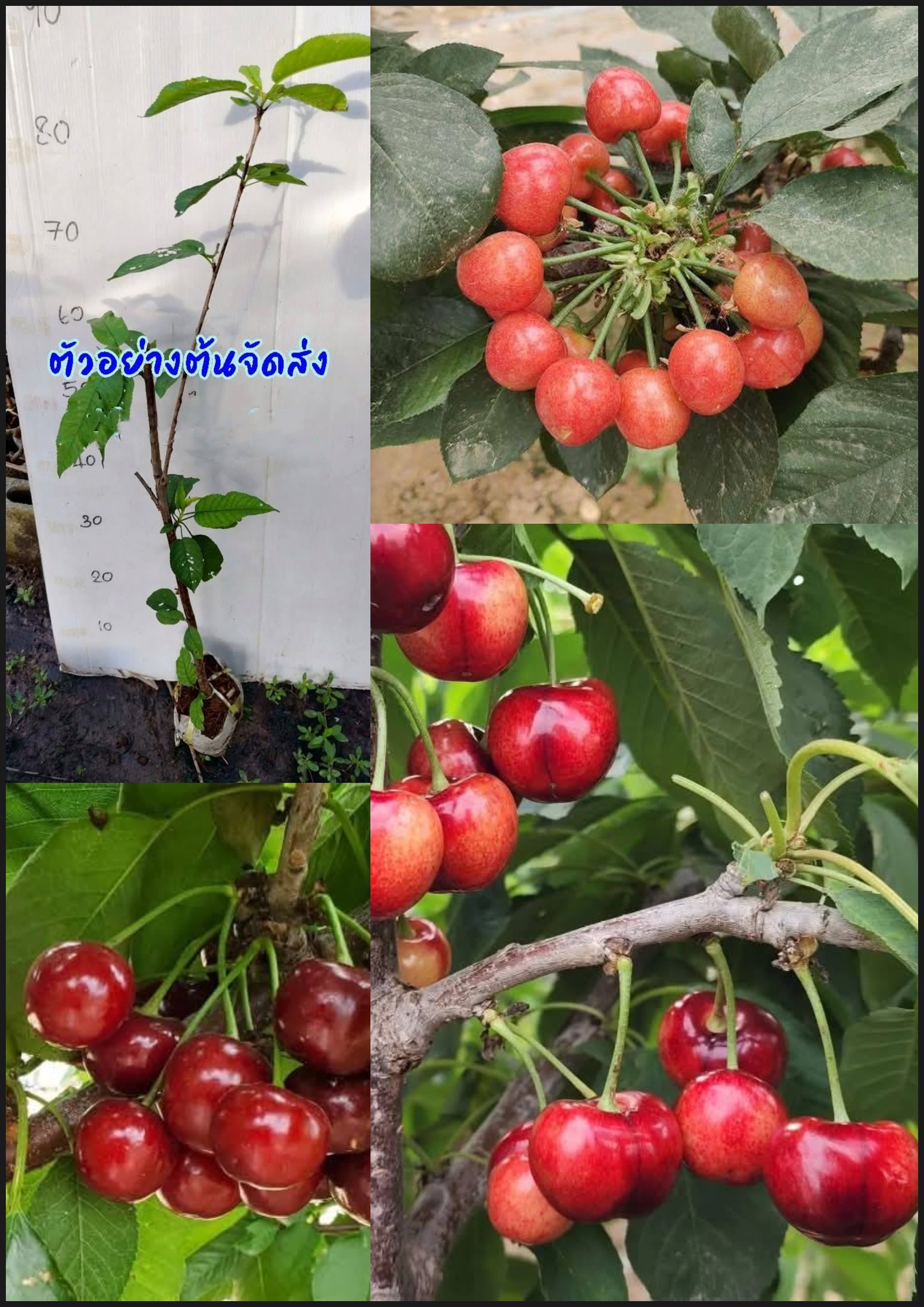 ต้นเชอรี่ ต้นเชอรี่แดง พันธุ์ ฟริสโก้ 弗里斯克 Cherry tree Frisco / klisnus