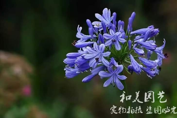 (1ต้น) ต้น อะกาแพนทัส ต้นอะกาแพนทัส Agapanthus Blue African lily Lily of nile / ศรัญลักษณ์