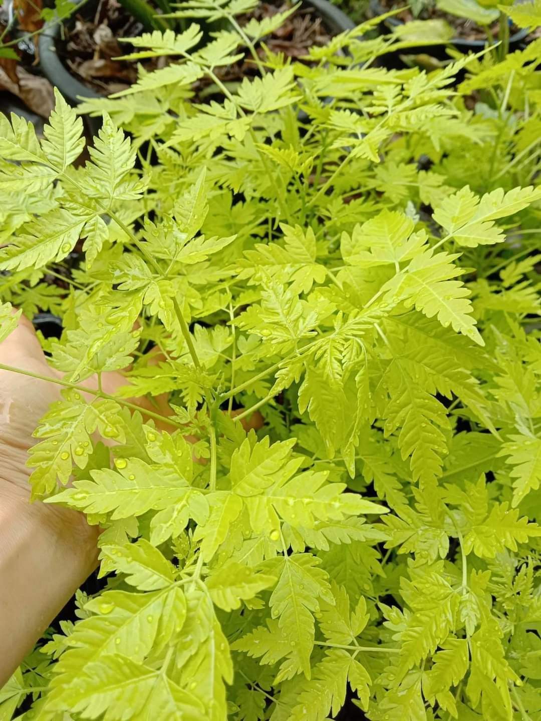 (1ต้น) ต้น เกษมณีสีทอง เมเปิ้ลเขียว เมเปิ้ลไทย Melia azedarach เลี่ยนทอง นารี เกรียน เฮี่ยน เลี่ยนดอกม่วง ลำเลี่ยน ลั้วะ โขวหนาย ขู่เลี่ยน ขู่เลี่ยนซู่ Bastard cedar, Bead tree Chaina tree Chinaball tree Persian lilac White cedar Melia azedarach L / Pongk