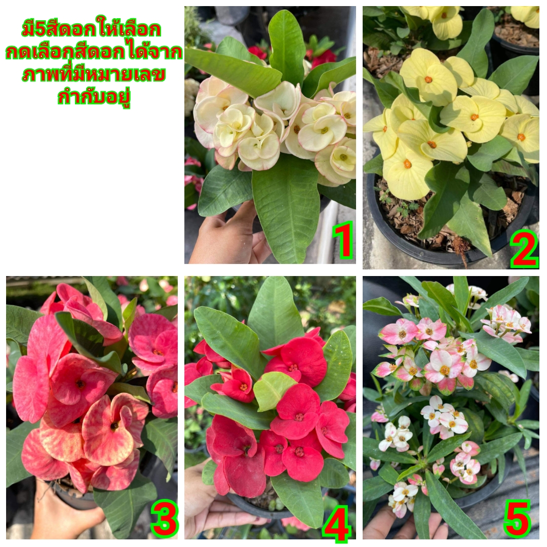 (ขาย ต้นพันธุ์) มี5สีให้เลือก ดอก ต้น โป๊ยเซียน Poi Sian flowers จำหน่าย ไม้มงคล