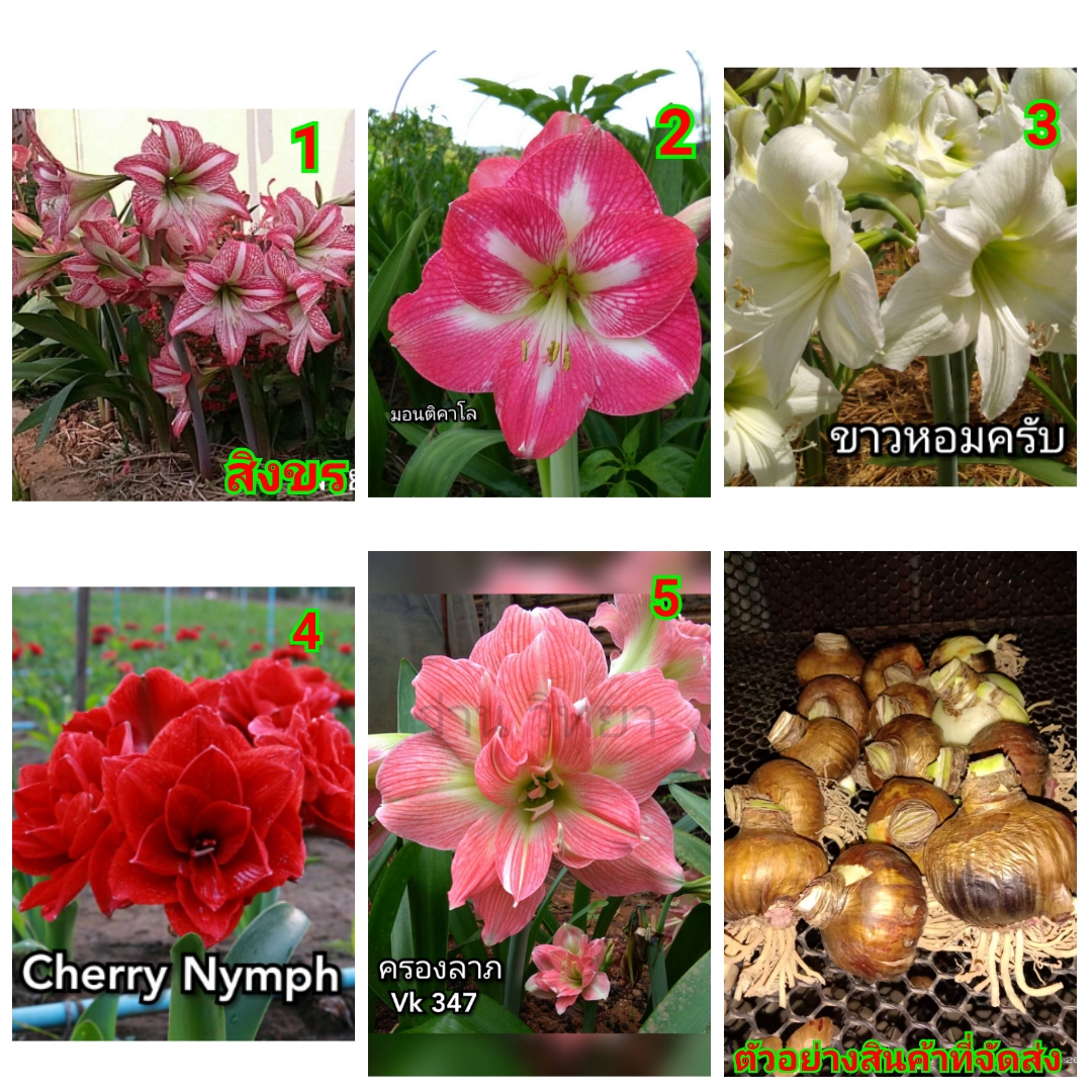(ขาย หัวพันธุ์) ต้น ดอก เหง้า หัว ว่านสี่ทิศ สิงขร singha เชอรี่นิม cherry nymph มอนติคาโล monte carlo ข้าวหอม พิราบ ขาว white pigeon ครองลาภ Four directions red วิทยา