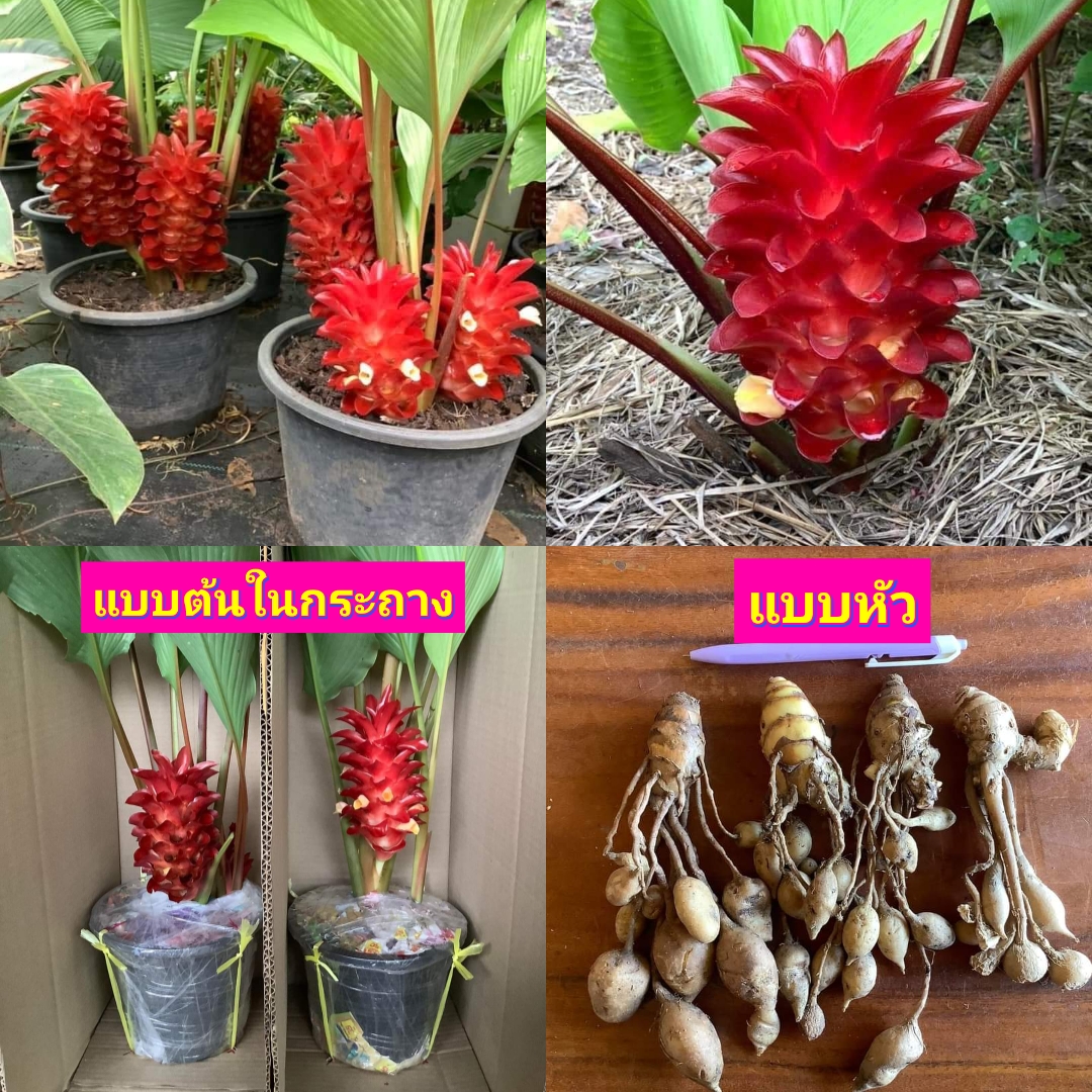 (1ต้น) ดอก ต้น หัว กระเจียวอุษา หรือ ว่านพญาไก่ขัน ต้นกระเจียวอุษา กระเจียว ดอกกระเจียว ต้นกระเจียว สี แดง / พรหมจิตต์