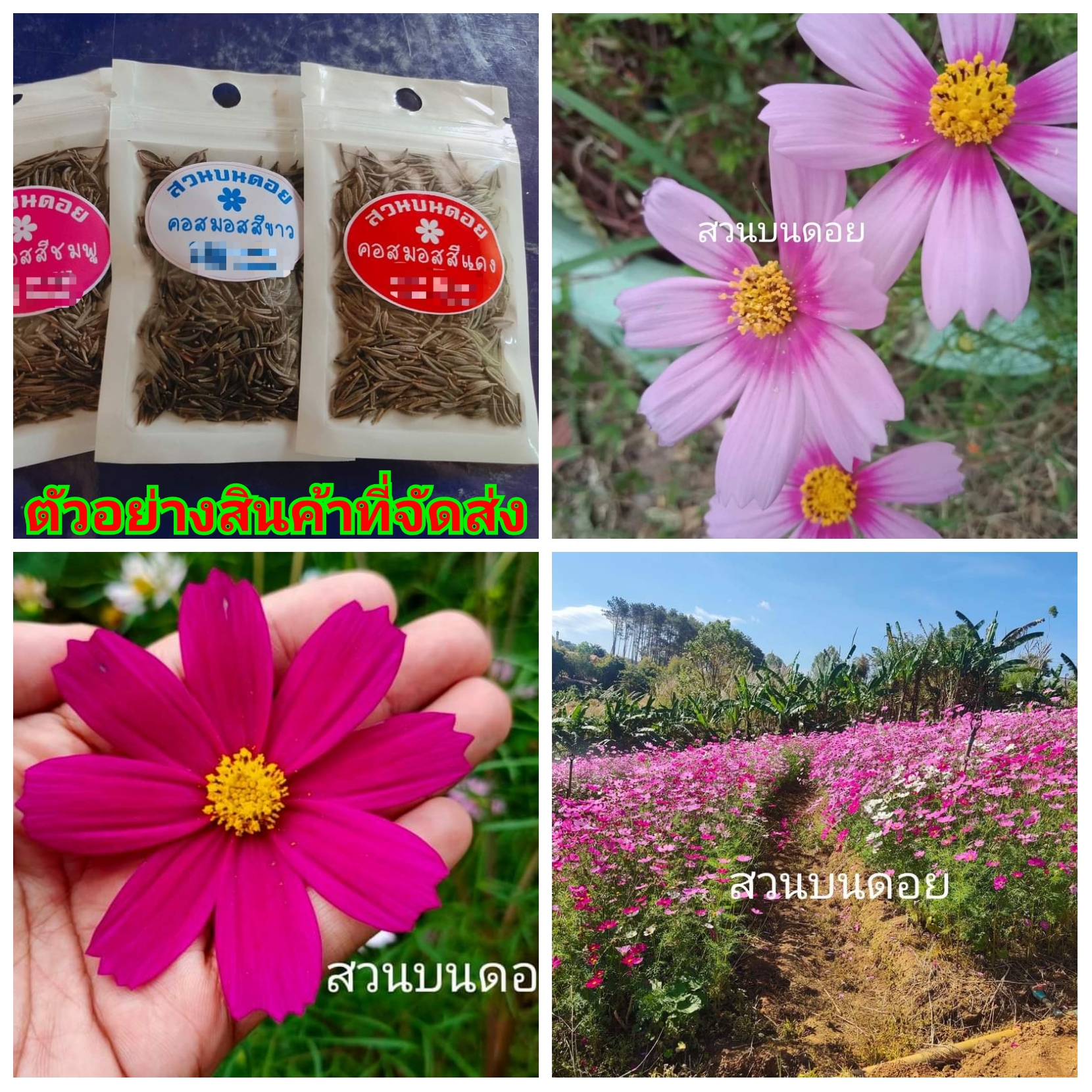 (ขาย เมล็ด) มาปลูกดอกไม้หน้าบ้าน ให้บานสพรั่ง ด้วย ดอกคอสมอส กันจ้า cosmos ดอก ต้น คอสมอส สวนบนดอย