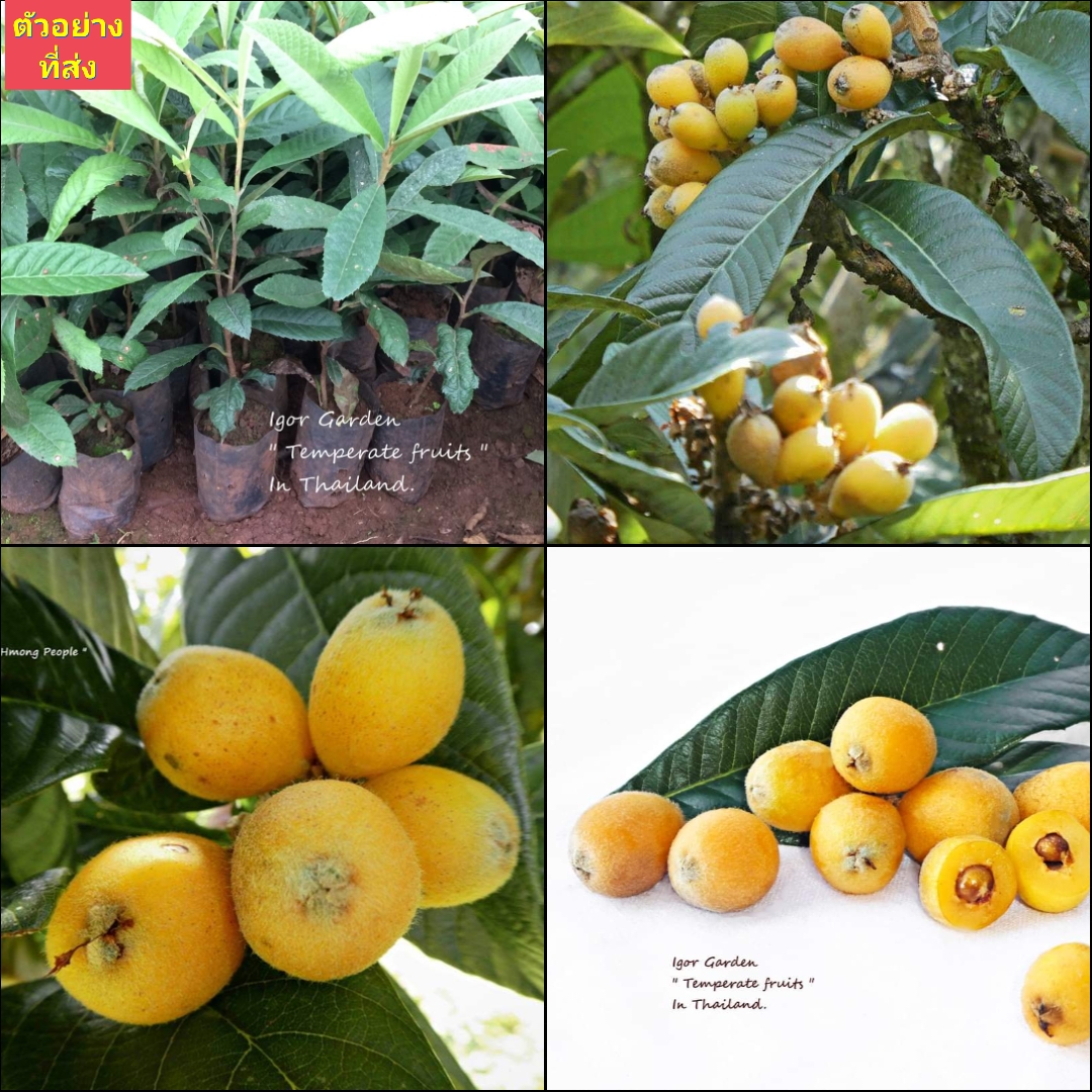(1ต้น) ต้น โลควอท ต้นโลควอท พันธุ์ นางาซากิ วาเซ่ Nagasaki Wase Loquat 長崎ビワ Loquat บิวะ หรือ ปี่แป๋ / พิสุทธิ์ สำเนา