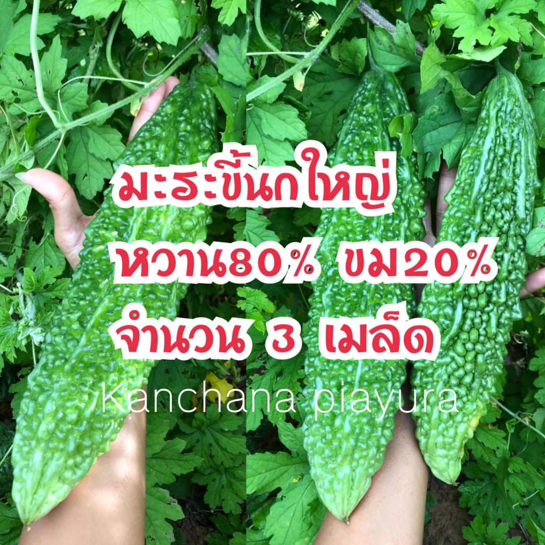 (ขาย เมล็ด ) เมล็ด มะระขี้นกใหญ่ มะระขี้นก เมล็ดมะระขี้นกใหญ่ เมล็ดมะระขี้นก มะระ เมล็ดมะระ