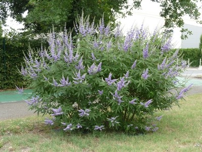 (1ต้น) ต้นไวเท็กซ์ Chaste Berry ไวเท๊กซ์ แอกนัส แคสตัส Vitex Vitex Agnus Castus / ศรัณย์รักษ์ สำเนา