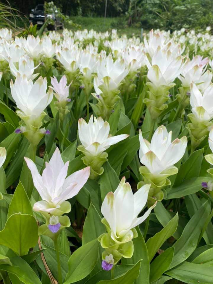 (4ต้น)(ขาย ต้นพันธุ์) ดอก ต้น กระเจียวบัวสวรรค์ ขาวสโนวไวฟ์ กระเจียว ต้นกระเจียว สี ขาว กระเจียวประดับ
