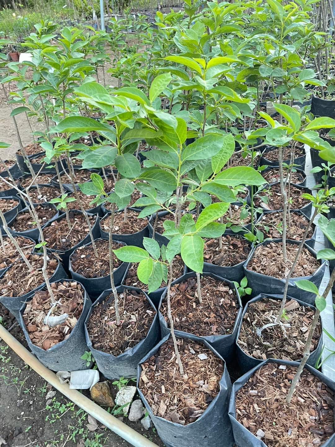 (1ต้น) ต้น ต้นพลับคริสตรัล ต้นพลับคริสตัล plub crystal Persimmon พลับ ต้นพลับ คลิสตัล / ศรัณย์รักษ์