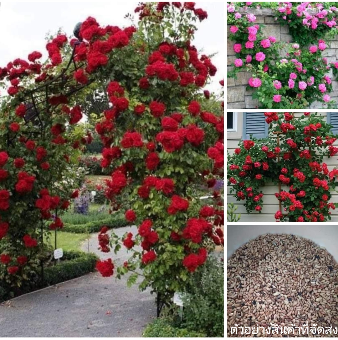 (ขาย เมล็ดพันธุ์) เมล็ด ต้น ดอก กุหลาบเลื้อย สีแดง สีชมพู กุหลาบ rose / นภัสสร / happy