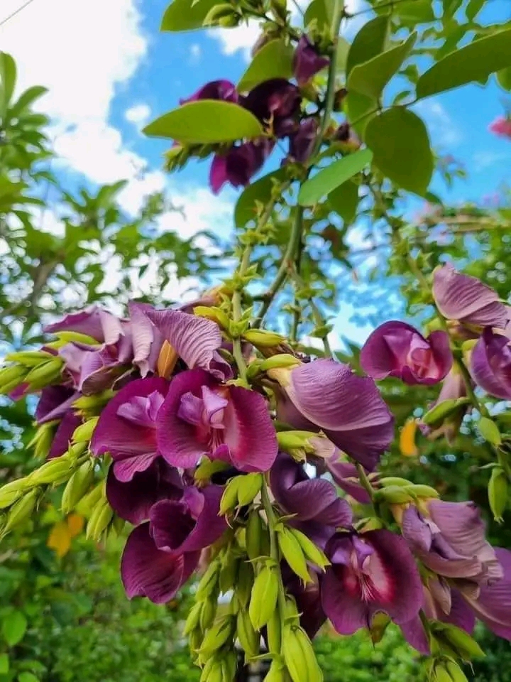(1ต้น) ต้น สูง 40-50cm เพาะจากเมล็ด คลิทอเรีย อัญชันต้น ดอกช่อม่วง CLITORIA FAIRCHILDIANA อัญชัน / Navin