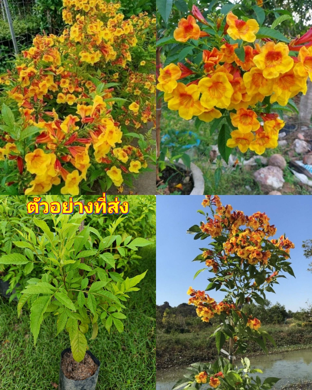 (2ต้น) ต้น ทองอุไรมิกกี้เมาส์ ทองอุไร ต้นทองอุไร มิกกี้เมาส์ happy