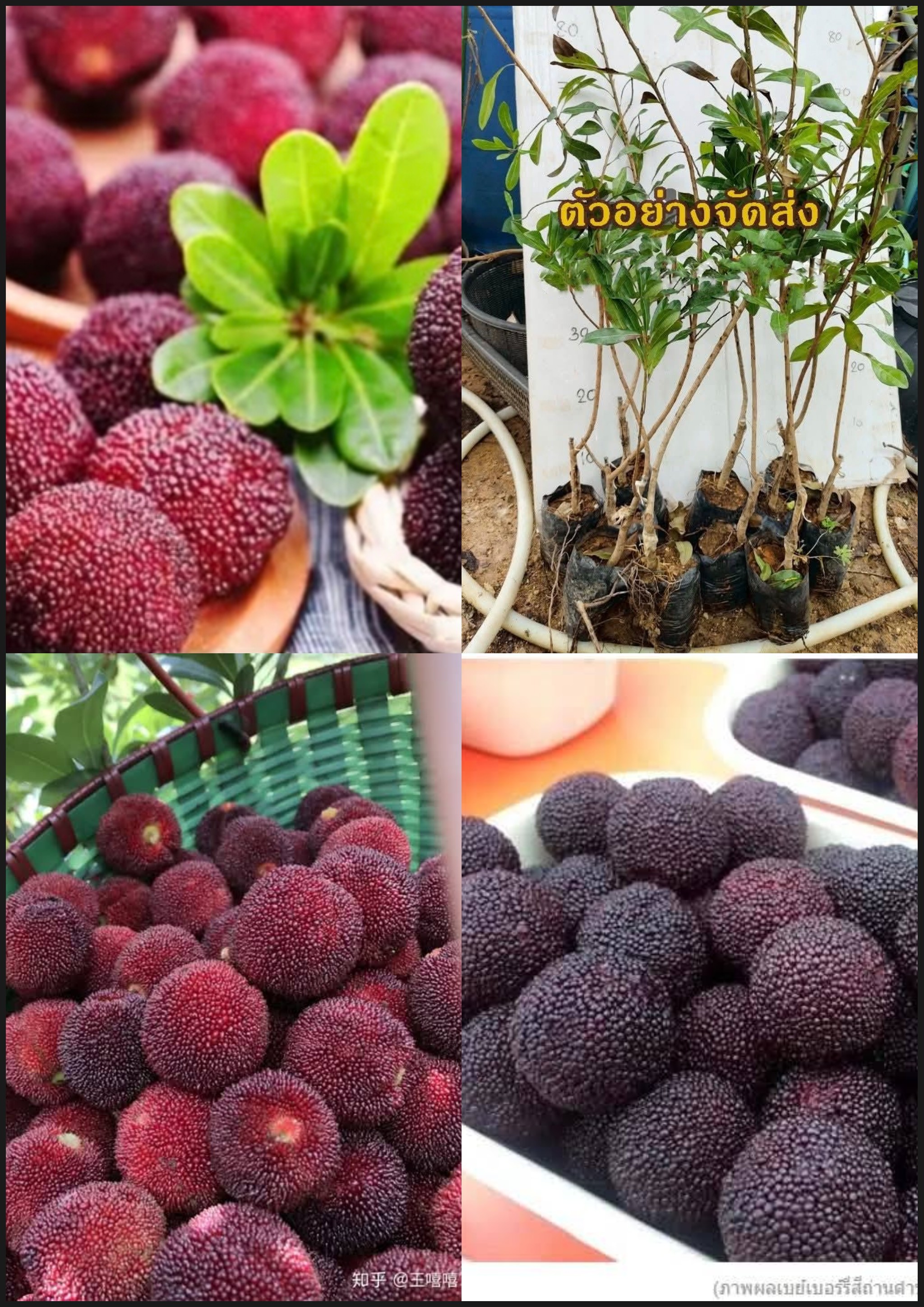 ต้นหยางเหมย หยางเหมย เอี่ยบ๊วย เบย์เบอร์รี่แดง red bayberry ยัมเบอร์รี่ yumberry Myrica rubra Yangmei พันธุ์ ดงขุย , ดงกุย / klisnus