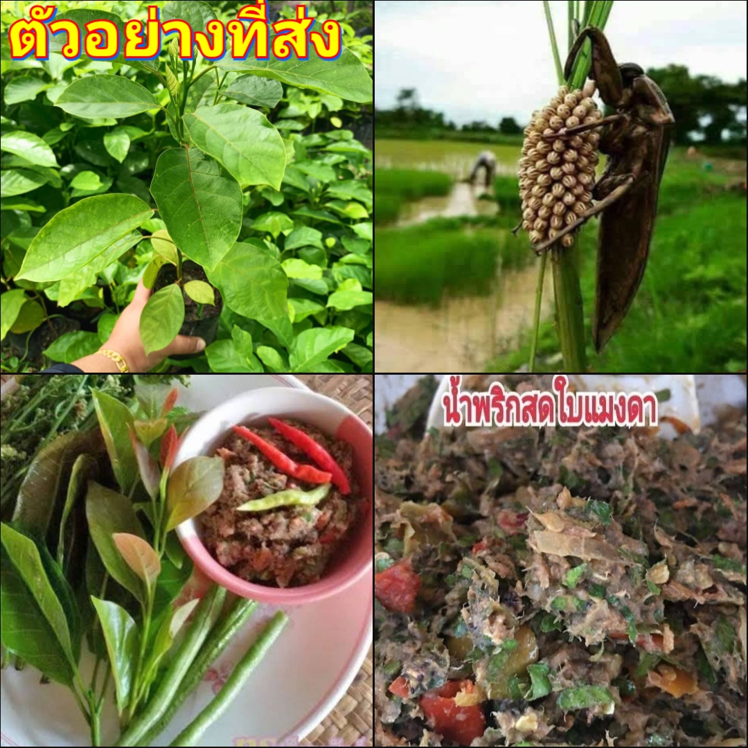 (2ต้น) ต้นแมงดา หรือ ต้นทำมัง ต้นธัมมัง ธัมมัง / happy