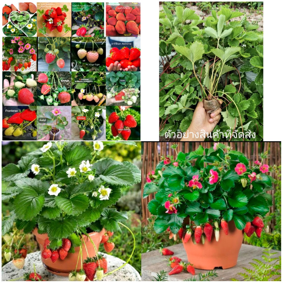 มี 17 สายพันธุ์ ต้น สตอเบอรี่ ต้นสตอเบอรี่ strawberry tree อากิฮิเมะ Akihime Aromas AE Angel Eight fronteras พิมพ์วรัตน์ พิ้งค์รูบี้ กาซาน่า Gasana Favette สวีทชาลี sweetcharlie Flavia from Italy Eweebreed แพรวา ดอกชมพู ราบิด้าพิ้ง Rabida Pink อเมริกันจัม